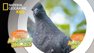 Pigeon Genius  Awesome Animals [upl. by Adnohsel]