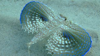 Facts The Flying Gurnard [upl. by Icul]