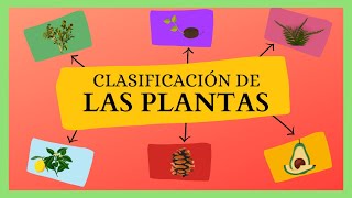 CLASIFICACIÓN de las Plantas ANGIOSPERMAS y GIMNOSPERMAS [upl. by Rimidalb]