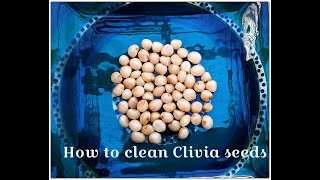 How to clean Clivia seeds [upl. by Cameron]