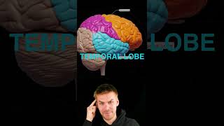 Brain lobes overview [upl. by Elleirol738]