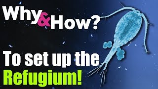 How to set up the ULTIMATE Refugium For Reef Tank  Why amp How [upl. by Lauretta]