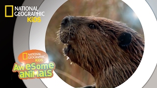 American Beaver  Awesome Animals [upl. by Naltiac865]