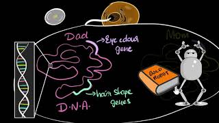 Genes DNA amp chromosomes  Heredity amp Evolution  Biology  Khan Academy [upl. by Allehs]