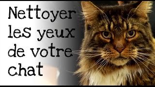 Comment nettoyer les yeux de votre chat [upl. by Rotsen]