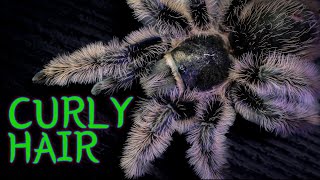 Curly Hair Tarantula TliltocatlBrachypelma albopilosus Care amp Husbandry [upl. by Nyrrat]