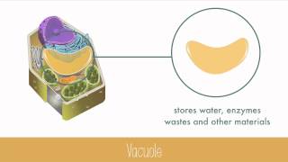 Unique Features of Plant Cells [upl. by Adnomal]