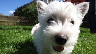 CUTE WEST HIGHLAND TERRIER PUPPIES  Hattie the Westie [upl. by Naujyt]