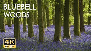 4K HDR Bluebell Woods  English Forest  Birds Singing  No Loop  Relaxing Nature Video amp Sounds [upl. by Atteroc]