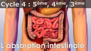 SVT  Cycle 4  COURS  Labsorption intestinale [upl. by Nally99]