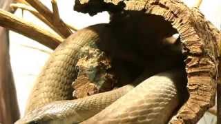 Black Mamba Facts 20 facts about Black Mambas [upl. by Cyndy552]