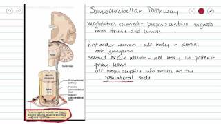 Spinocerebellar Sensory Pathway [upl. by Ytsirhc]