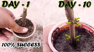 HOW TO GROW POMEGRANATE TREE FROM CUTTINGS  Sprouting Seeds [upl. by Gearalt]