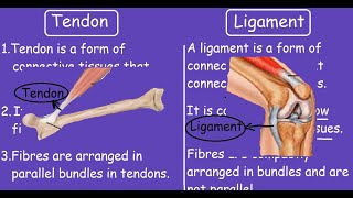 Tendon Vs Ligament Quick Differences and Comparison [upl. by Winny172]