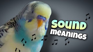 Parakeet Sounds and Their Meanings 🐦🔊 [upl. by Nahtahoj964]