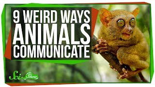 9 Weird Ways Animals Communicate [upl. by Berkly]