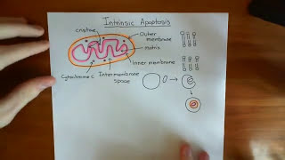 The Intrinsic Pathway of Apoptosis Part 1 [upl. by Nitreb]