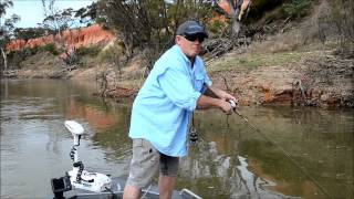 How to catch Yellow Belly  SHIMANO FISHING [upl. by Atiroc]