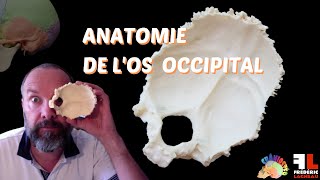 Anatomie de los occipital [upl. by Kcirdde565]