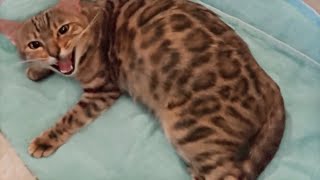 Pregnant Bengal Cat Giving Birth to 4 Kittens  Emotional [upl. by Enomys]