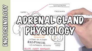 Endocrinology  Adrenal Gland Hormones [upl. by Eedolem]