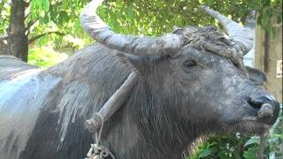 Carabao and sled in Philippinesdv [upl. by Alec]