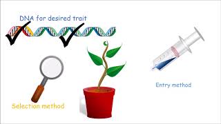 How to Make a Genetically Modified Plant [upl. by Anatsirhc]