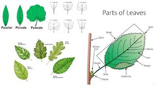 Morphology in Biology Understanding Shapes and Structures [upl. by Ebby957]