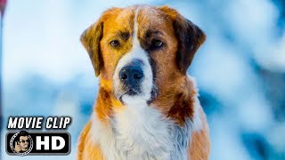 THE CALL OF THE WILD Clip  New Lead Dog 2020 Harrison Ford [upl. by Tressa]