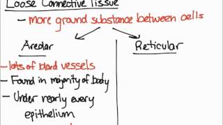 Areolar and Reticular Tissue [upl. by Dareen]