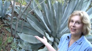 What You MUST Know About Century Plants Agave americana [upl. by Erdua]