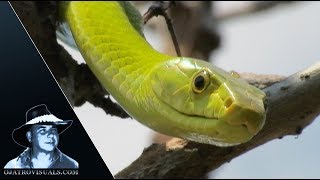 Green Mamba Stalking Behavior 01 Footage [upl. by Nylynnej935]