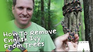 How To Remove English Ivy Vines From Trees DIY [upl. by Natale265]