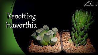 Repotting Haworthia  Coarctata Greenii amp Maughanii  Cacti amp Succulent Collection [upl. by Thekla]