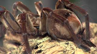 Goliath Tarantula  Cincinnati Zoo [upl. by Dallas]