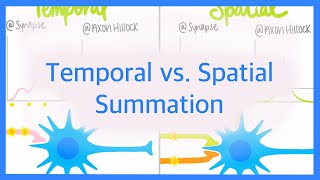 Temporal vs Spatial Summation [upl. by Kolva]