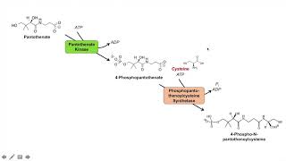 Coenzyme A CoA Biosynthesis Pathway and Vitamin B5 [upl. by Namielus560]