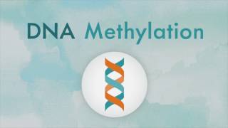 How DNA methylation works [upl. by Mitzie]