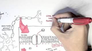 Pharmacology  Local Anaesthetic [upl. by Nohtahoj]