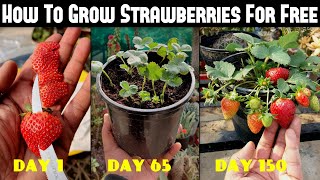 How To Grow Strawberries From Seed  SEED TO HARVEST [upl. by Earahs]