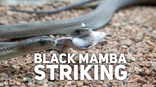 Black Mamba Striking [upl. by Feingold]