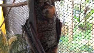 Bat gives birth  GreyHeaded FLyingFox in labour [upl. by Bigelow]