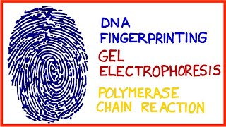 DNA Fingerprinting Gel Electrophoresis Polymerase Chain Reaction PCR [upl. by Calder]