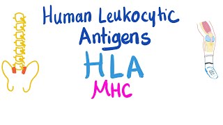 Human Leukocytic Antigen HLA  Major Histocompatibility Complex MHC  Immune System [upl. by Nations588]