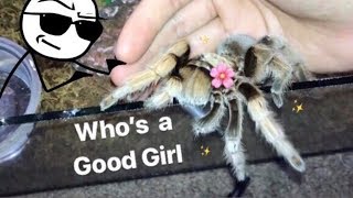 MEET all my FRIENDLY TARANTULAS  Best beginner tarantula [upl. by Margalo220]