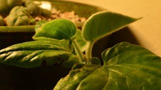 Hawaiian Baby Woodrose TimeLapse [upl. by Neeluj598]