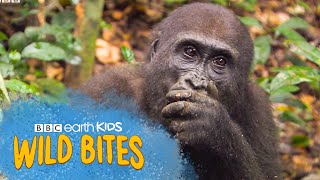 Gorillas are HIGHLY Intelligent  Wild Bites  BBC Earth Kids [upl. by Tubb213]