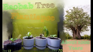 Baobab Tree Time Lapse  40 amp 100 Days Upside down tree Adansonia digitata Sacred tree [upl. by Lewak]