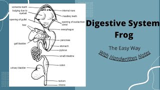 Digestive System Of Frog Class 11 [upl. by Jelena]