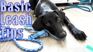 Leash Walking Tips  Dog Scared of Leash [upl. by Marven]